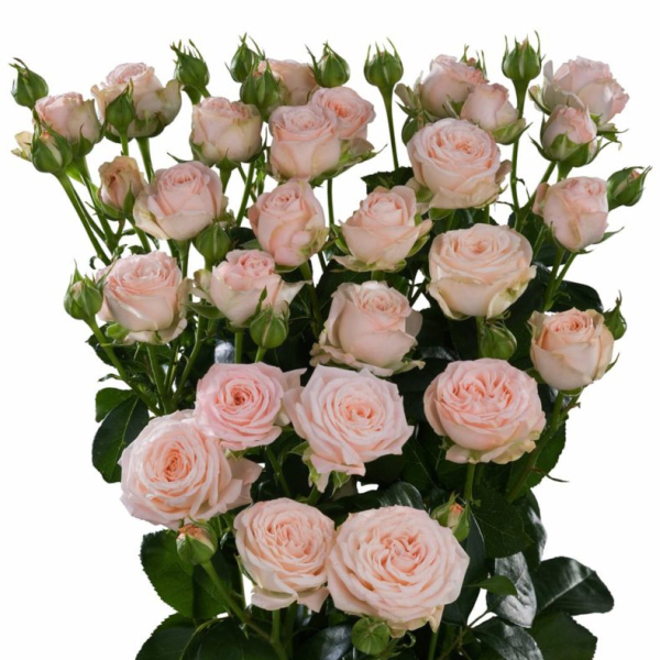 Golden Spray Roses Garden Spray Rose